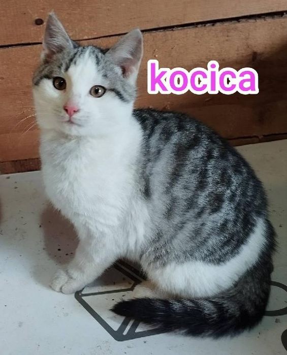 Koty kotki kot oddam w dobre ręce