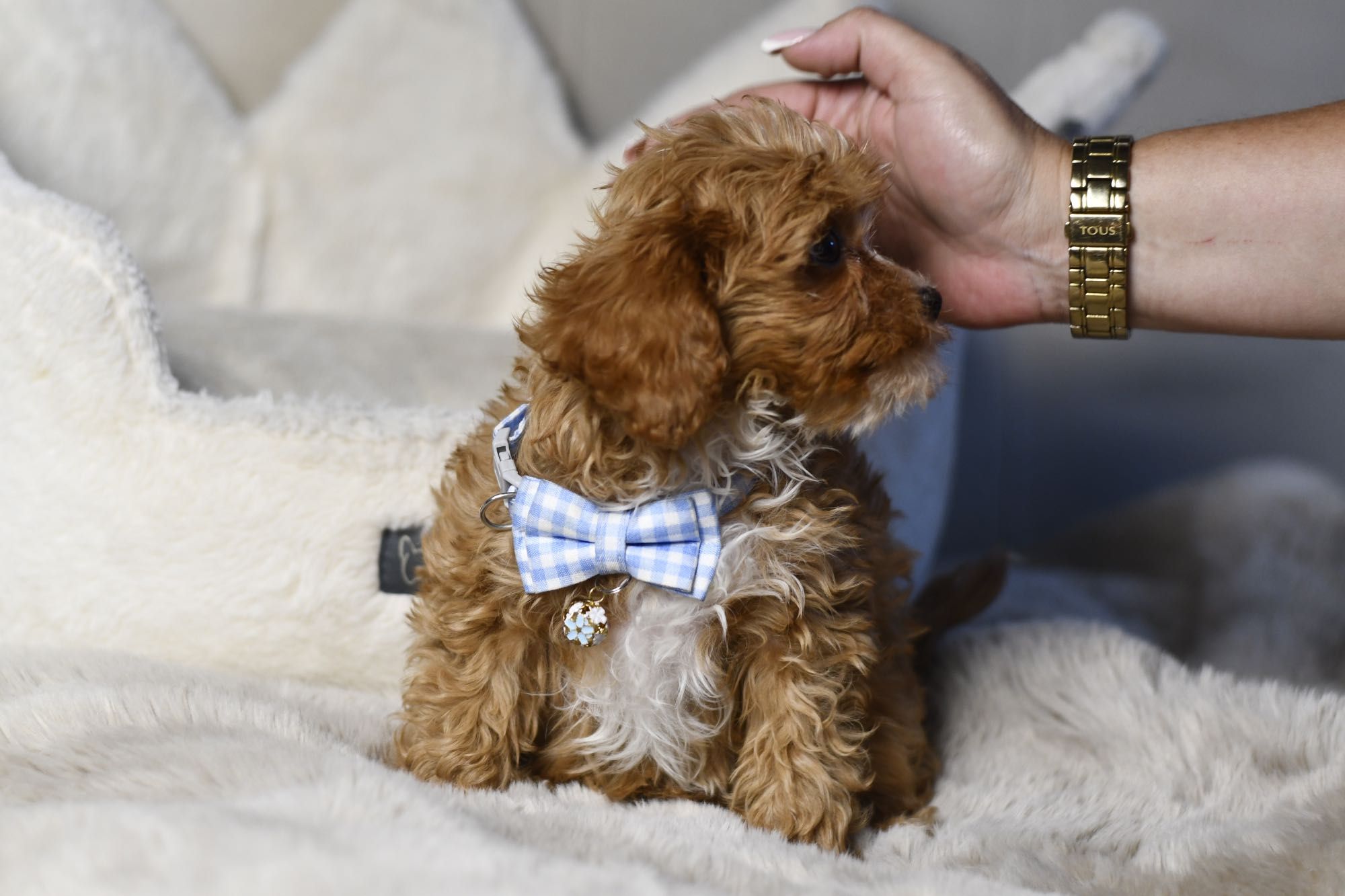 Cavapoo F1 RED BROWN wyjątkowy chłopiec gotowy do odbioru