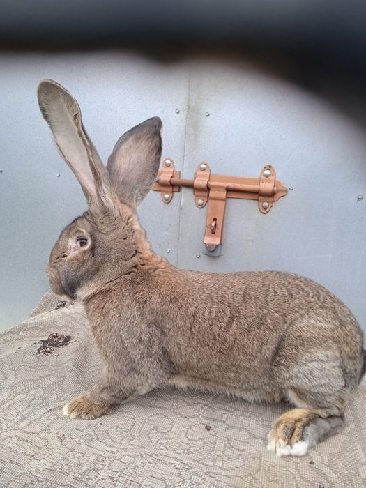 Olbrzym belgijski szary