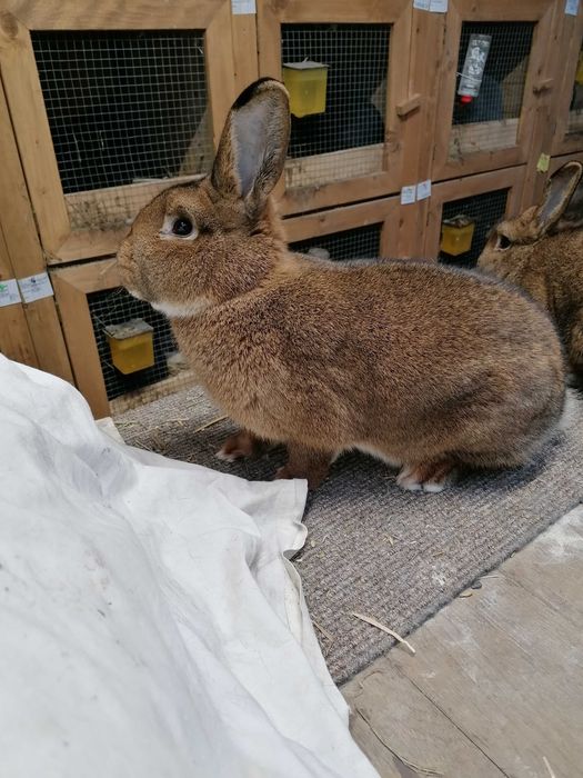 Króliki Wiedeńskie czarne niebieskie