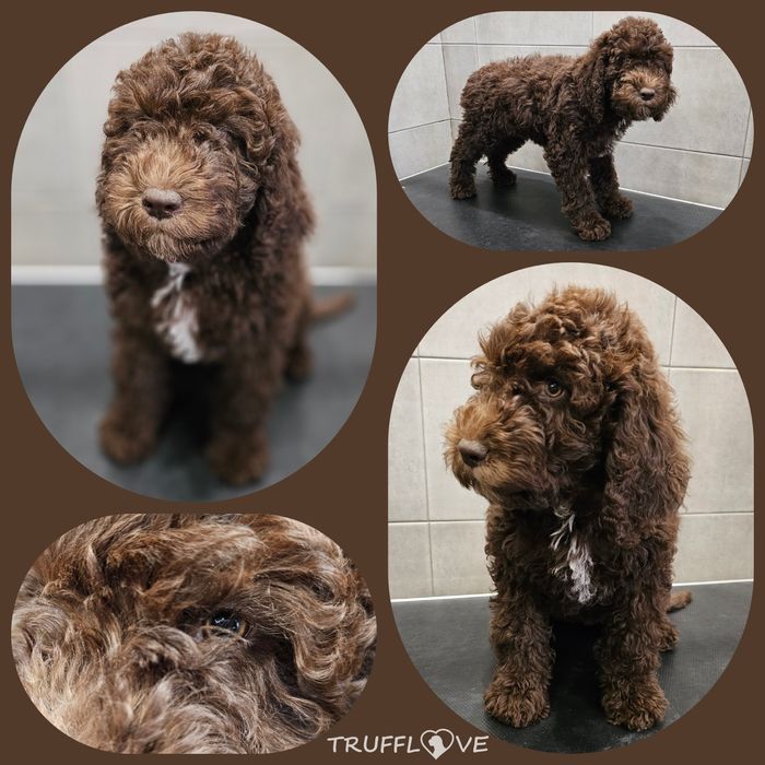 Barbet FCI – brązowa suczka z miotu MYSTERY, Trufflove