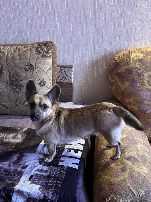 Віддаю в добрі руки щенятко!