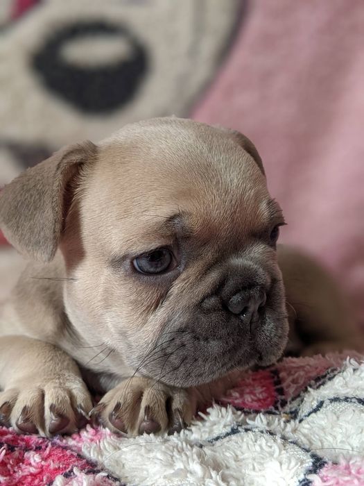 Дівчинка французького бульдога