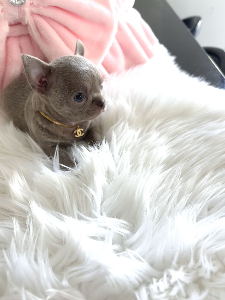 Chihuahua piękny malutki liliowy piesek