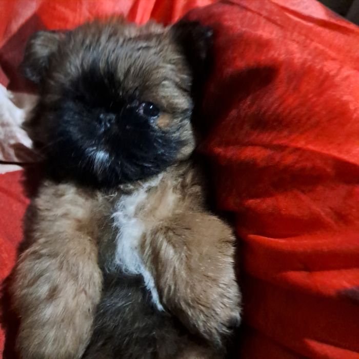 Szczeniak pekińczyk