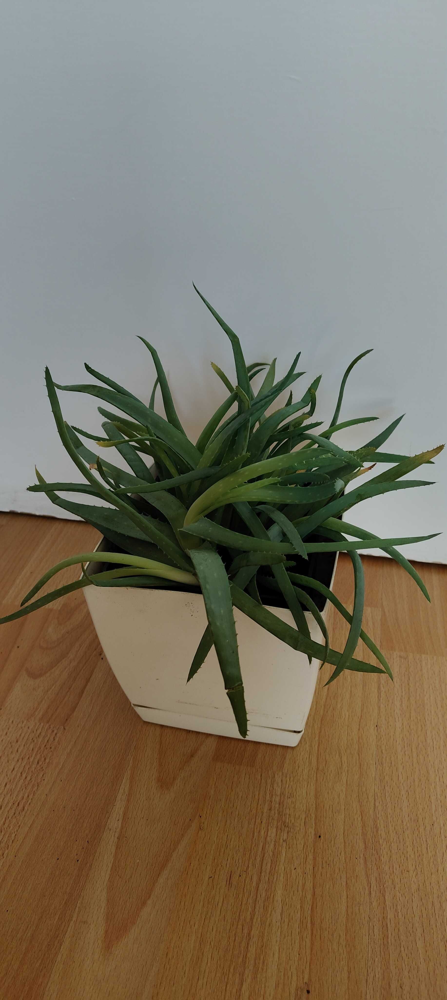 Aloes drzewiasty kwiat domowy