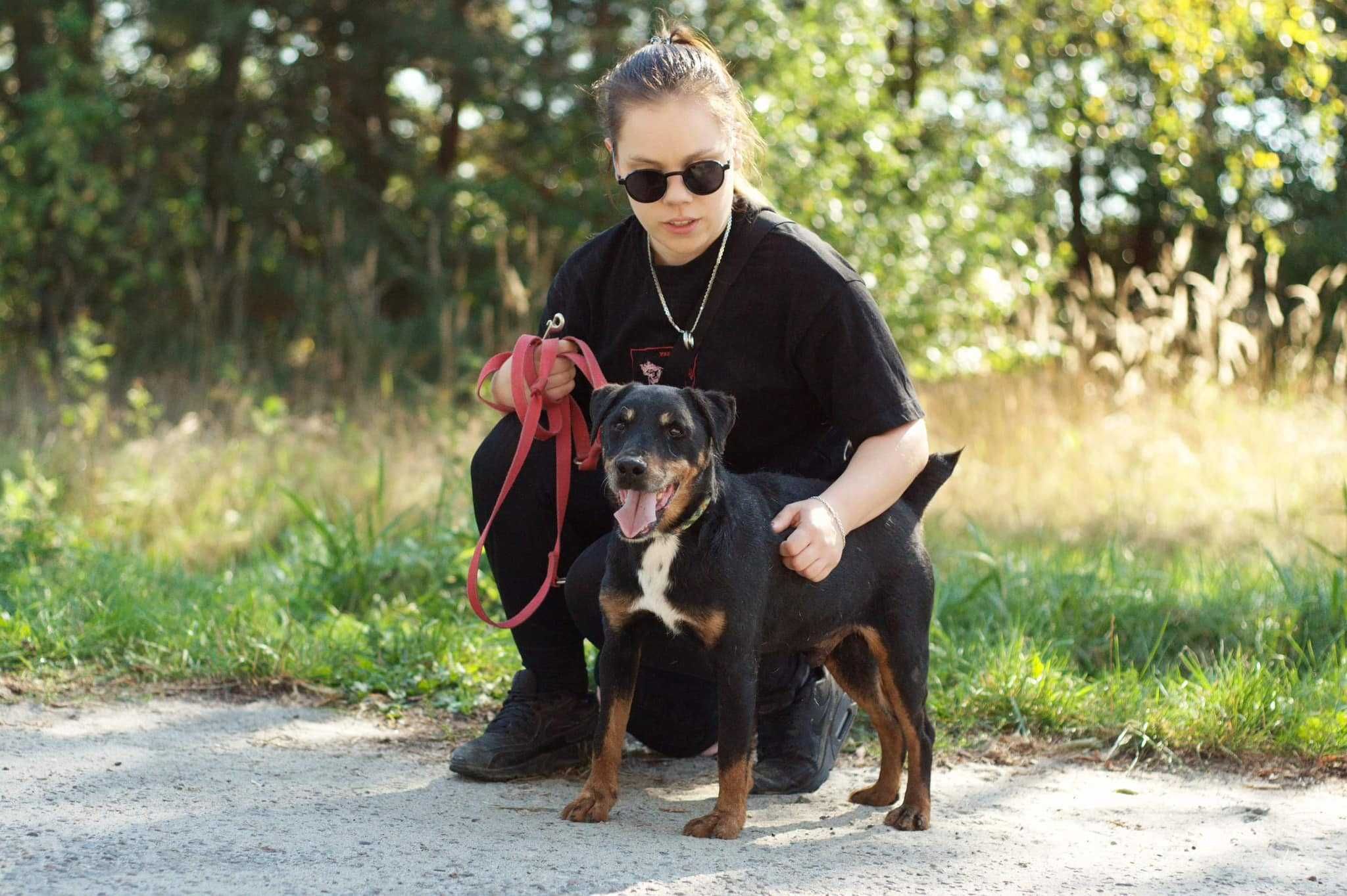 Gryzak - ok. 5 letni pies w typie teriera niemieckiego