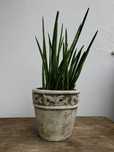 Sansevieria cylindryczna | sansevieria cylindrica ‚Straight’