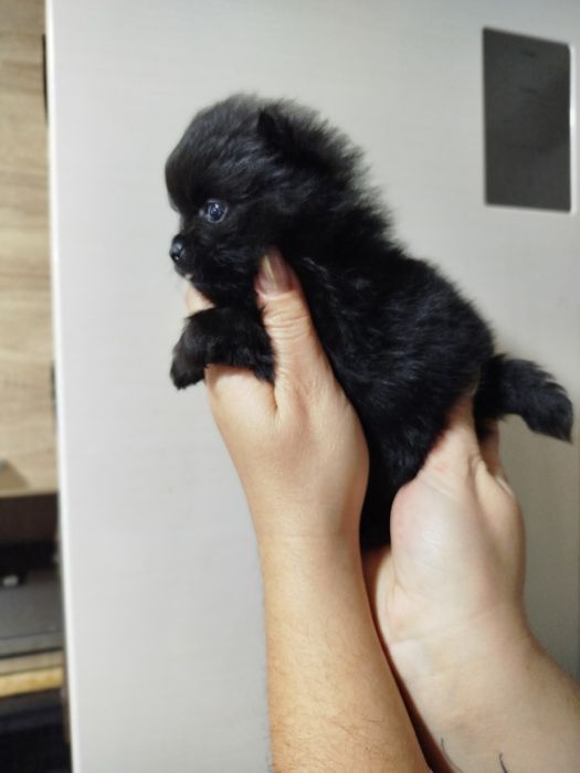 Померанський шпіц