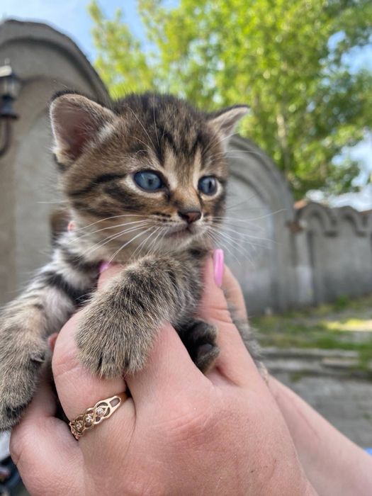 Кошенята шукають дім
