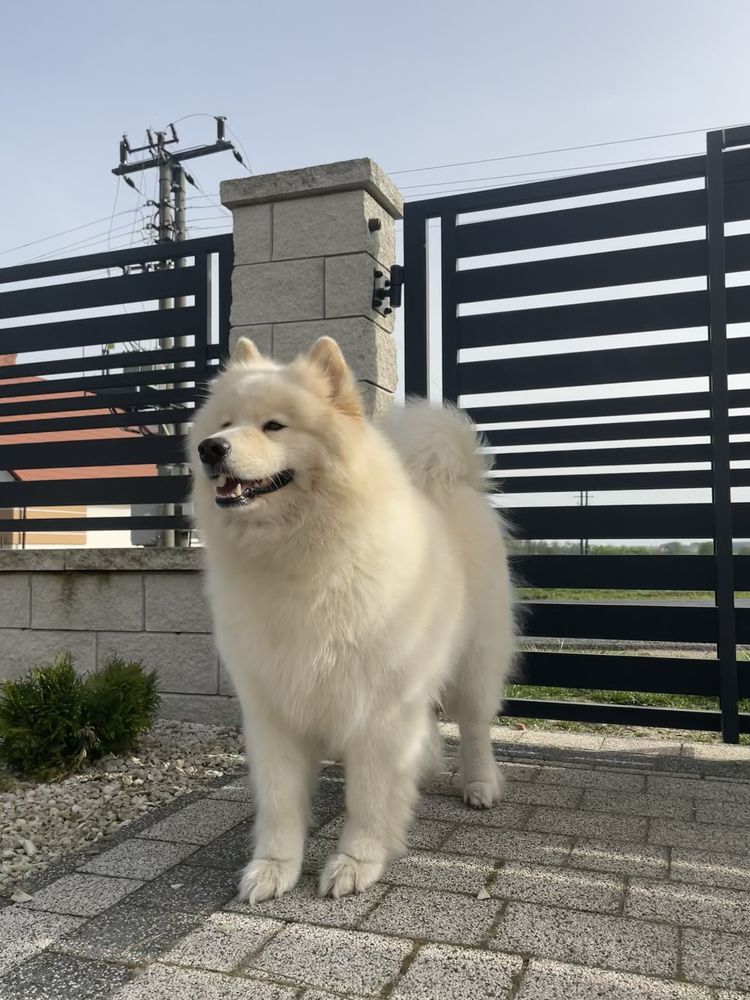 Samoyed szczenię/miot połowa maja