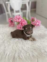 Chihuahua Miniatórowy Cudowny Chłopiec Mini LUX