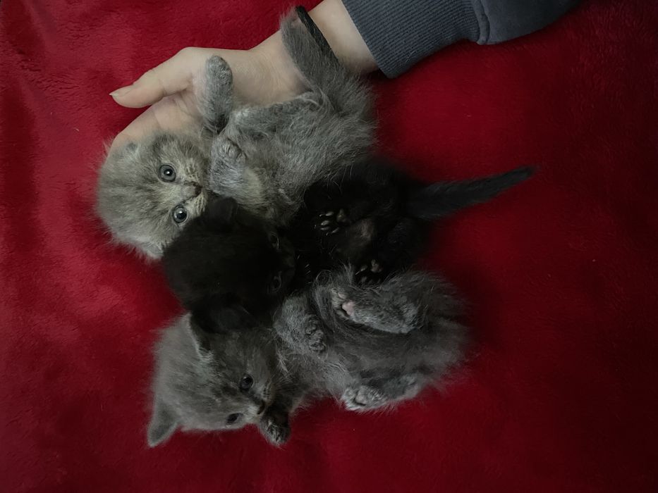 британські висловухі кошенята