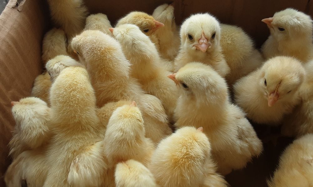 Циплята добові бройлер