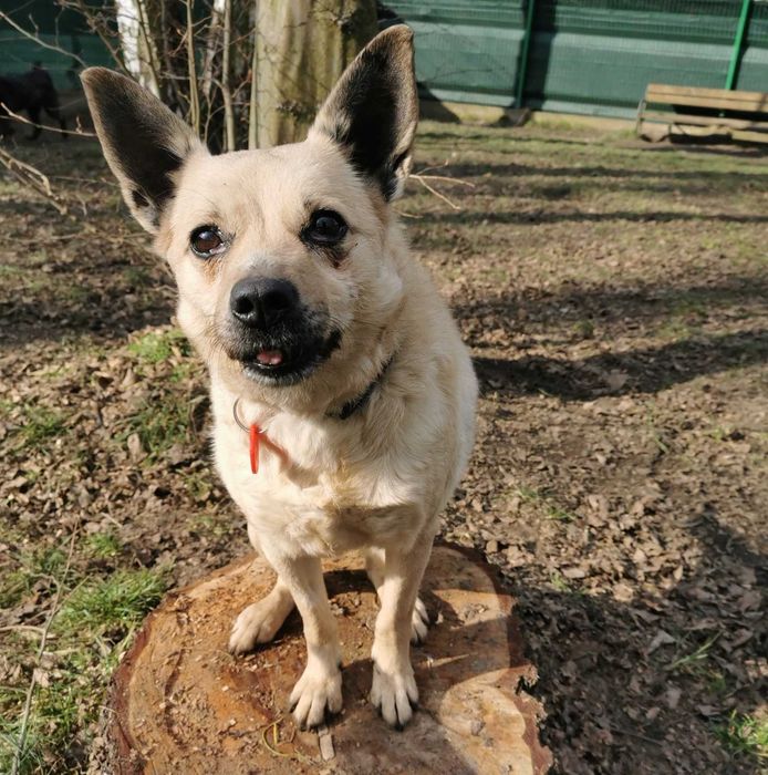 Kropka czeka na dom...