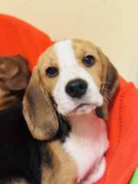 Beagle ZkwP FCI.