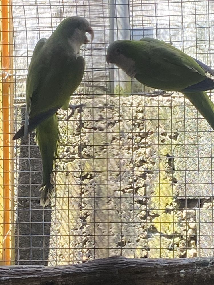 Conure peito cinzento
