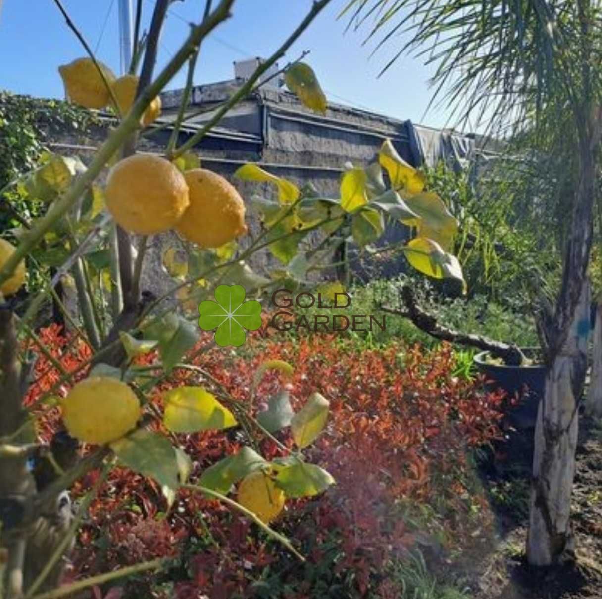 Árvores de Fruto em Liquidação!