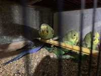 Волнистые попугайчики - Черноклювики 1 мес | Все для домашних животных