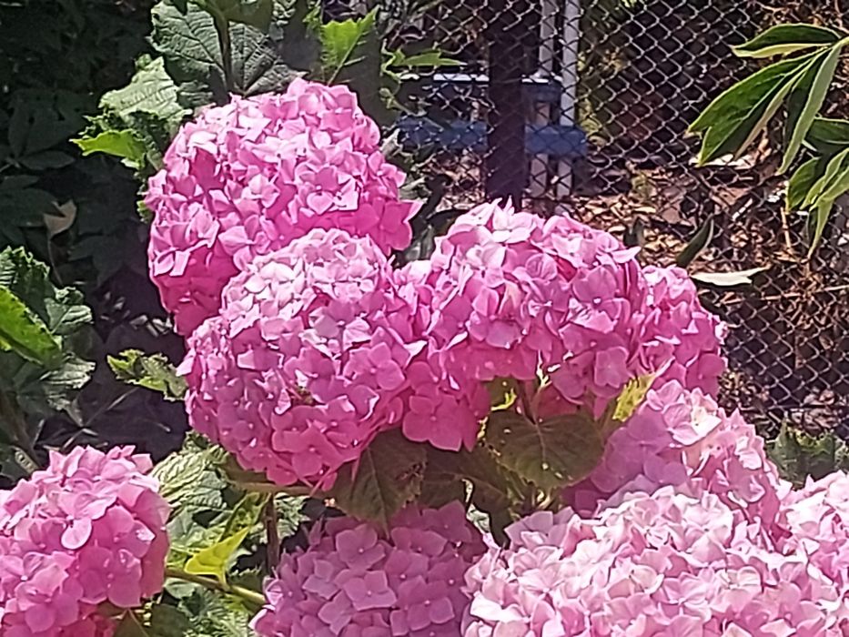 Гортензия  розовая  и белая крупноцветковая , белая Анабель, Керия, пи