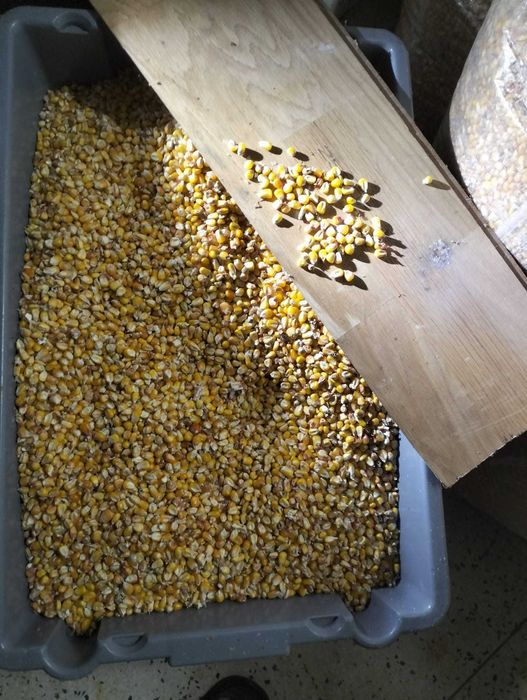 Milho para aves campo