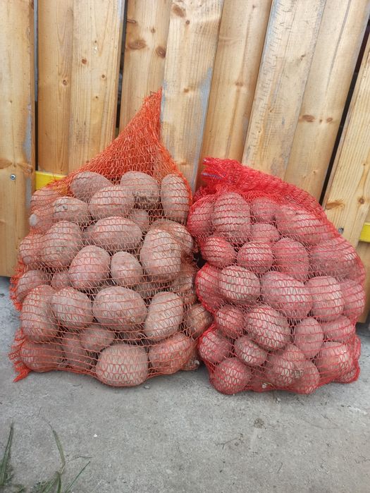 Bellaroza Ziemniaki jadalne ekologiczne