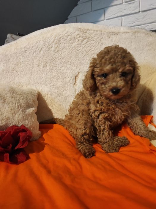 Pudel toy ostatnia suczka