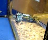 Rybki do akwarium - Gupiki Blue Dragon Big Dorsal