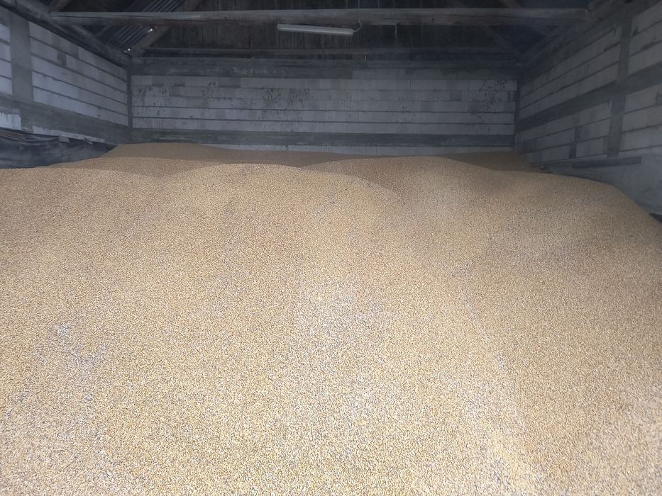 Kukurydza ziarno zbiór 2025 z własnego gospodarstwa