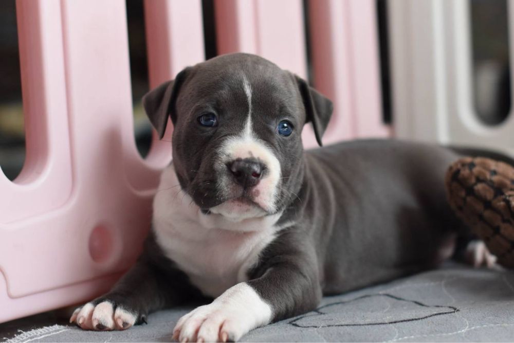 Девочка стафф голубой окрас, плюшевая как игрушечная)