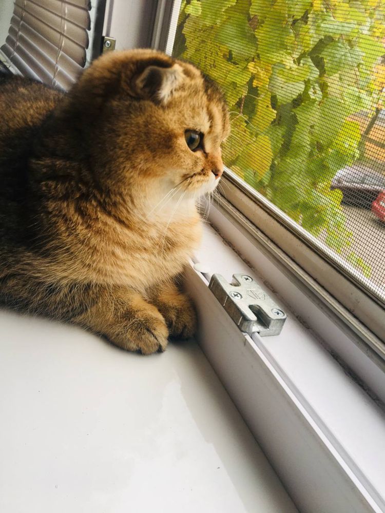 Вязка шотландського кота