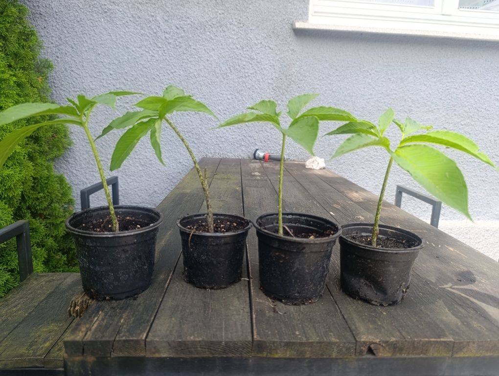 Pałczycha Kropnolistna Lily Voodoo egzotyczna roślina