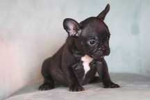 Buldog Francuski - Sunia - Bea 9 tygodni - czarna - Black