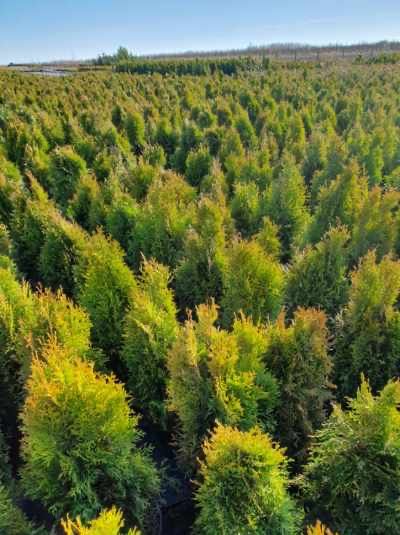 Sprzedam thuja szmaragd 80-100 cm ukorzeniona w donicy