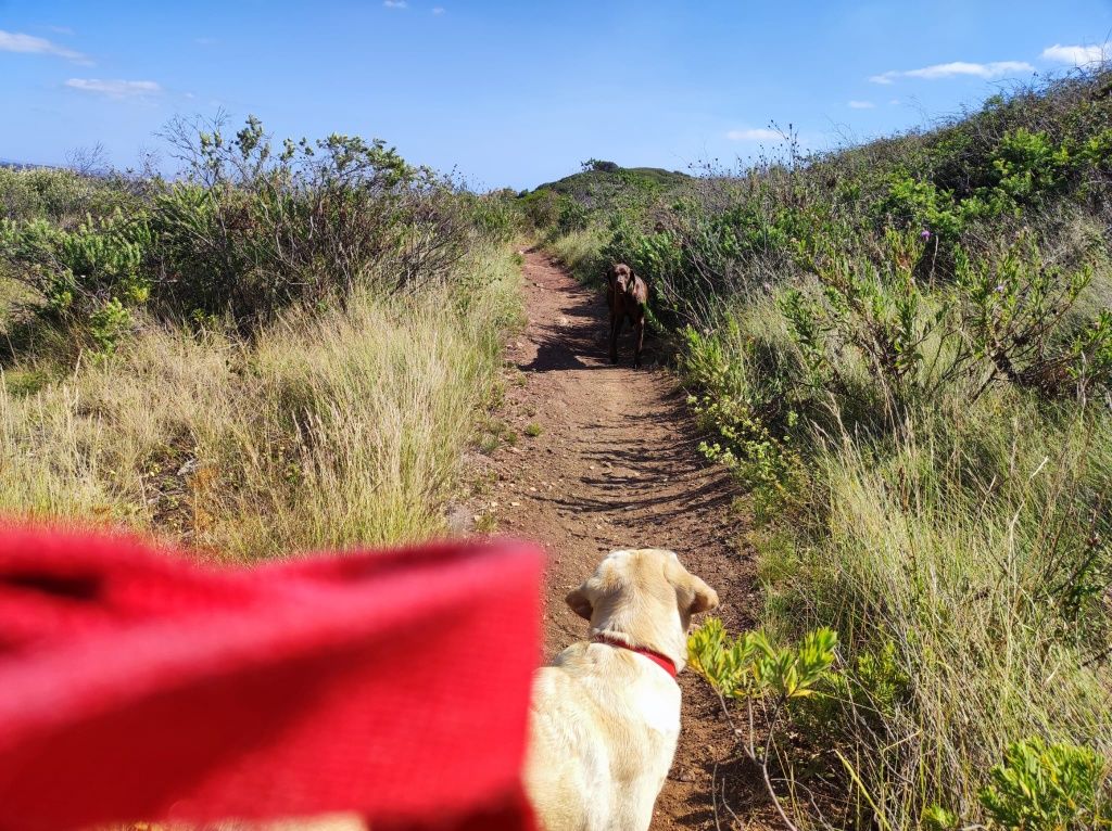 Cuidar de cães / Passear cães