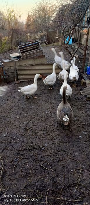 Гуси мамуты колмогоры