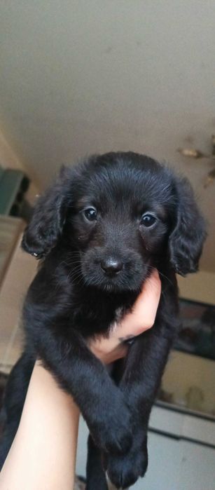 Szczeniaki do oddania