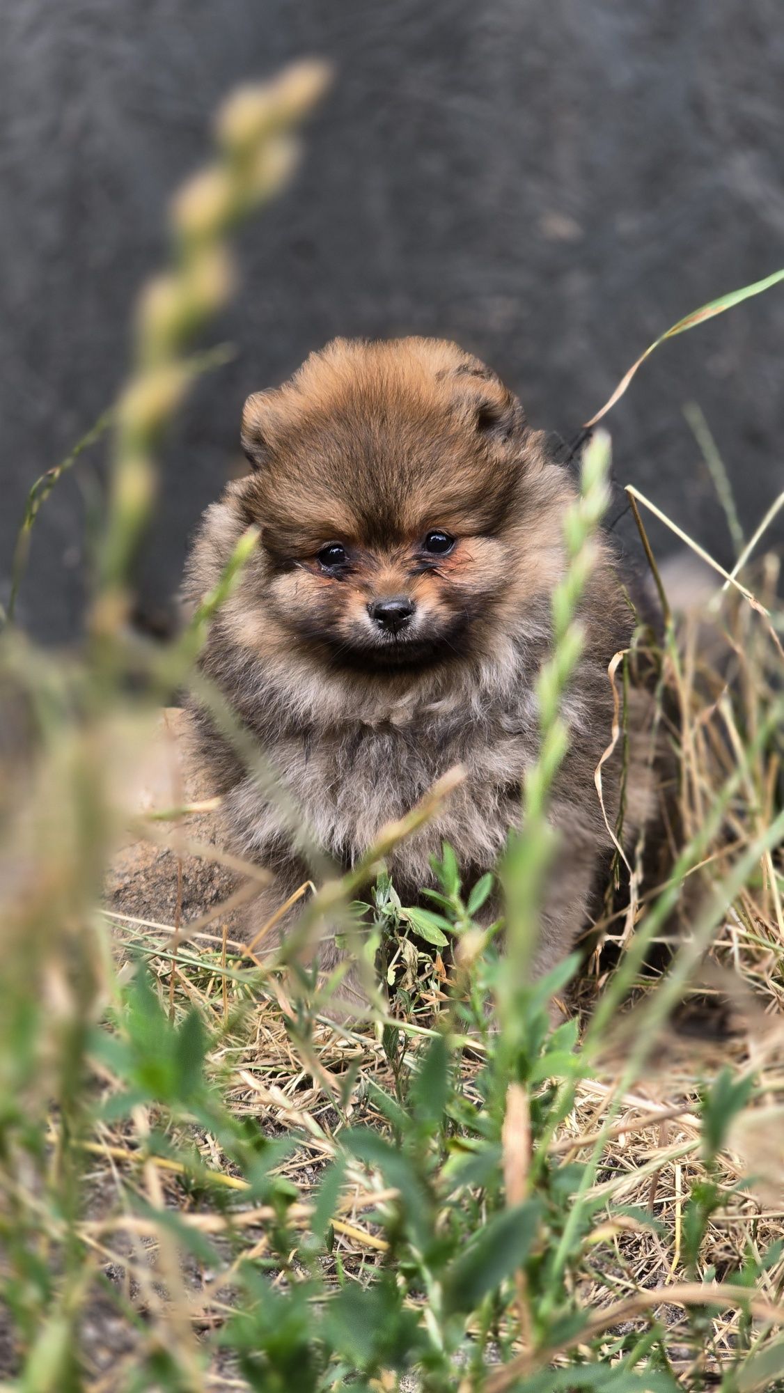 Pomeranian cudowna suczka