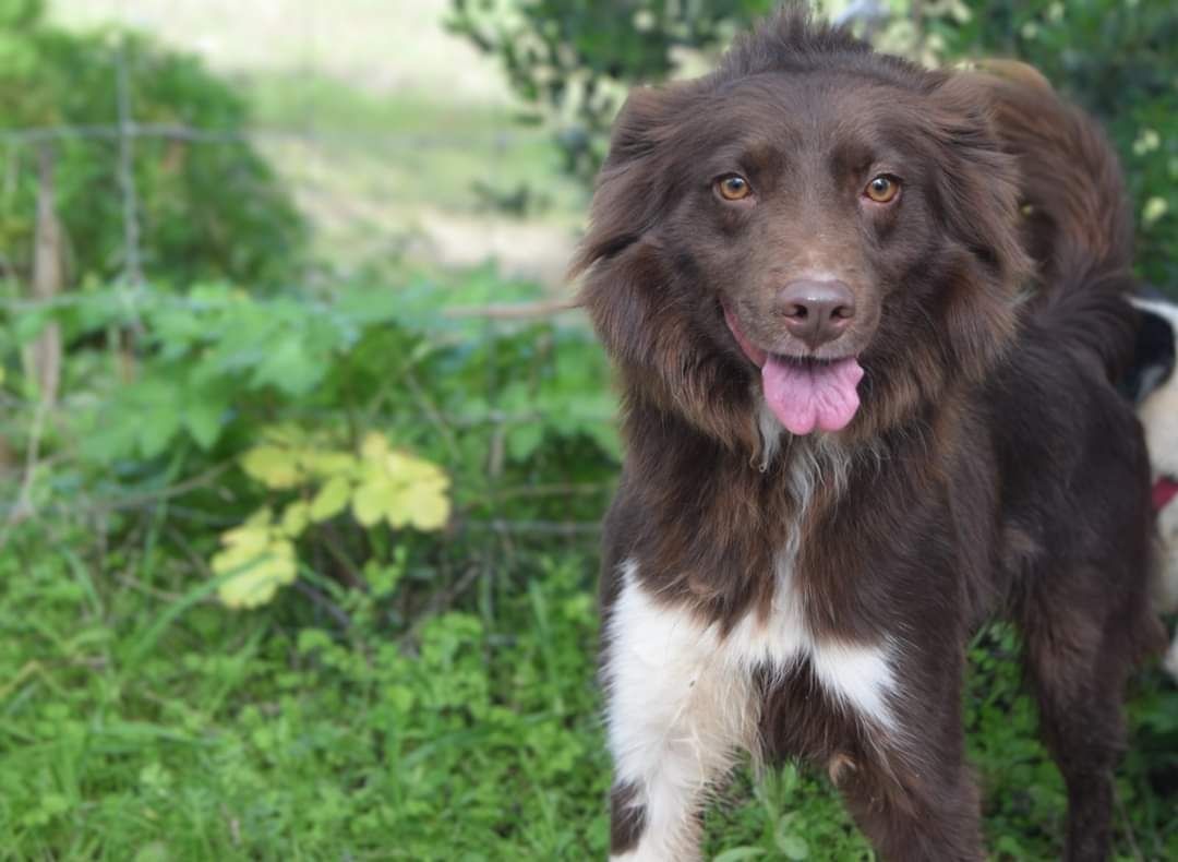 Simão pileu - cão médio pequeno para adoção