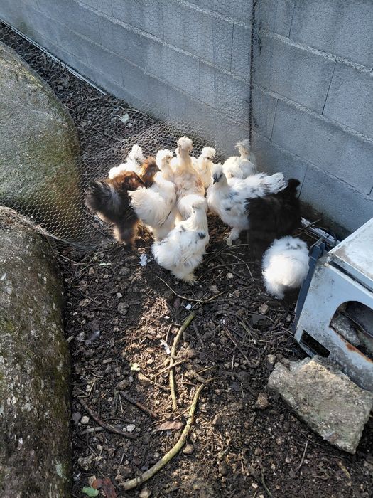 Lote Sedosas do Japão