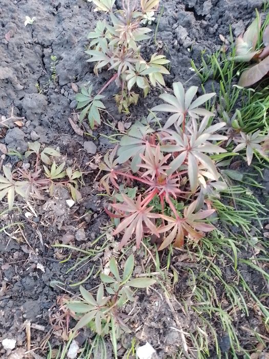 Продам надлишок морозника вонючого