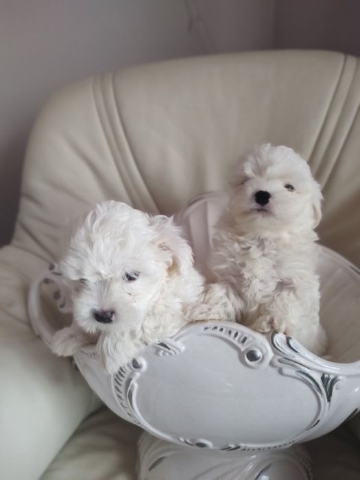 Мальтійські болоночки.