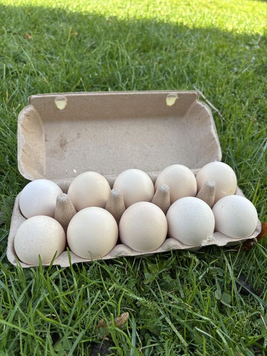 Świeże Jajka wiejskie Duże Jaja XL z wolnego wybiegu
