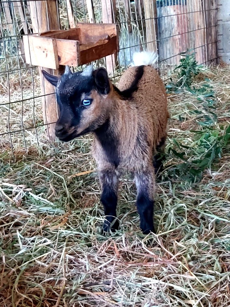 Cabras Micro Anãs - Pigmeu Olho Azul