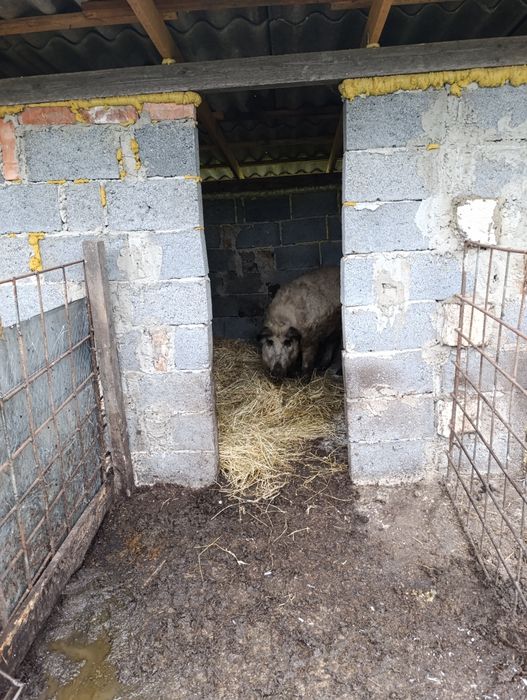 Поросята мангал .