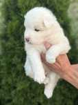 Samoyed dostepna suczka FCI SHINING WHITE STAR !