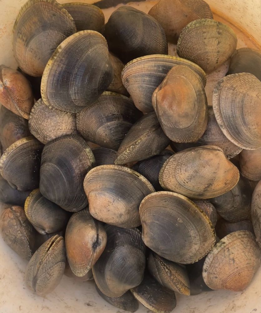 Ameijoa japonica encomenda ja