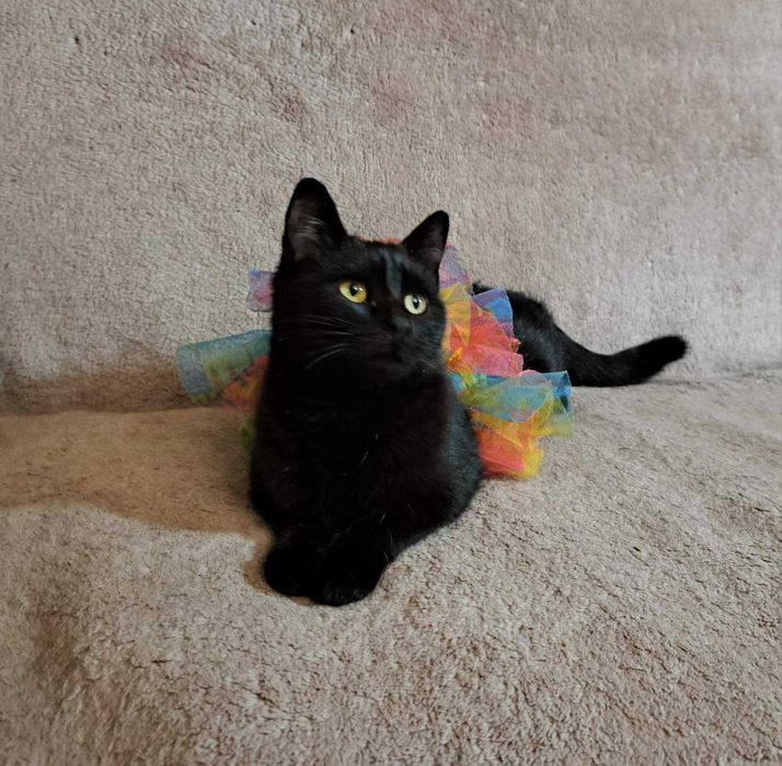 Майже пантера  ( вже  стерилізована ! )