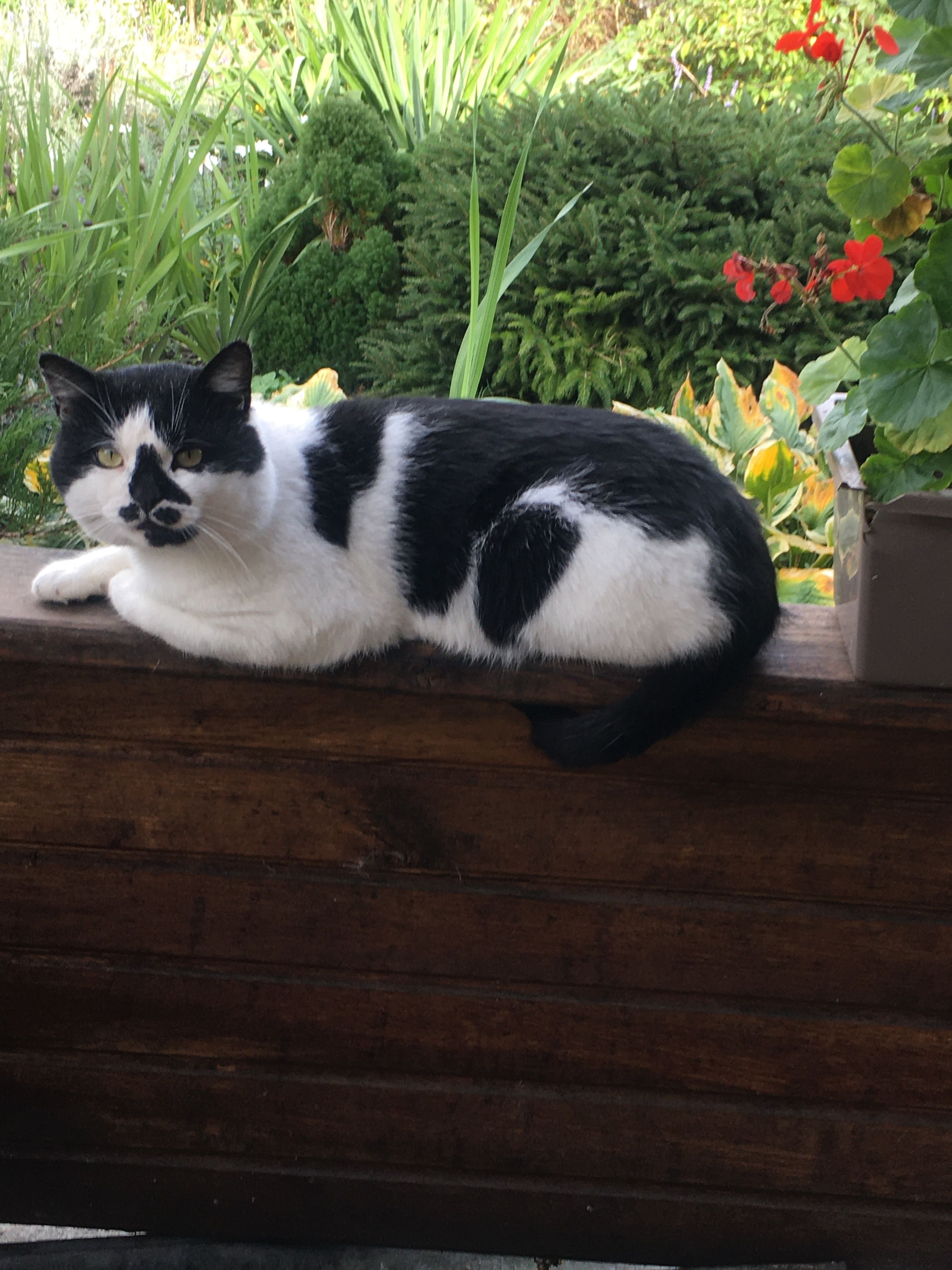 Котик в добрі руки