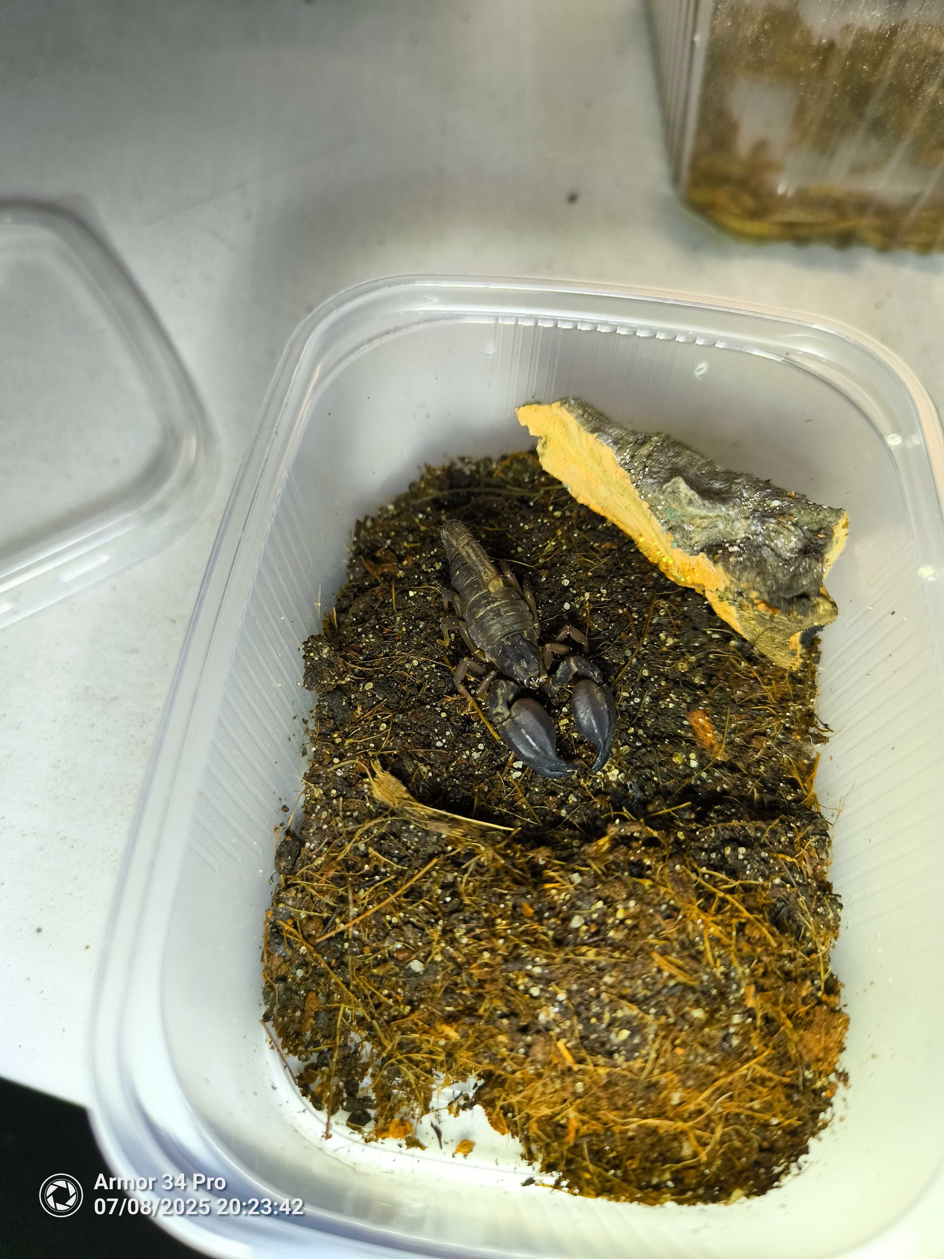 Nowość, skorpion z wyspy Komodo